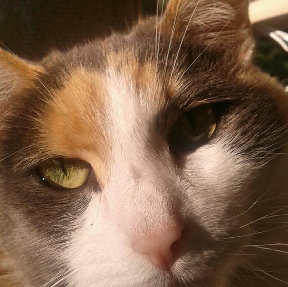 Meet your Posher, Diane - Picture 3 of 4